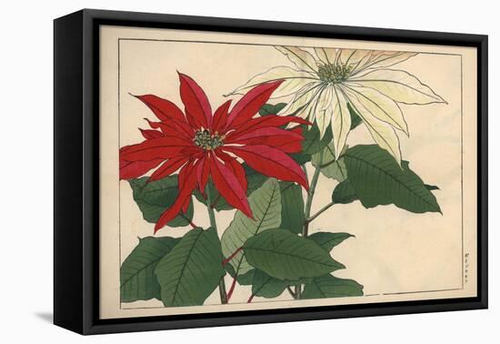 Crimson and White Poinsettia-null-Framed Premier Image Canvas