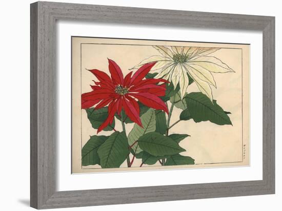 Crimson and White Poinsettia-null-Framed Premium Giclee Print