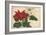 Crimson and White Poinsettia-null-Framed Premium Giclee Print