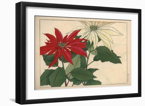 Crimson and White Poinsettia-null-Framed Premium Giclee Print