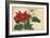 Crimson and White Poinsettia-null-Framed Premium Giclee Print