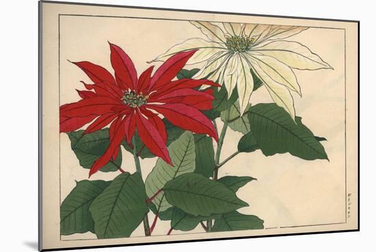 Crimson and White Poinsettia-null-Mounted Premium Giclee Print