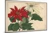 Crimson and White Poinsettia-null-Mounted Premium Giclee Print