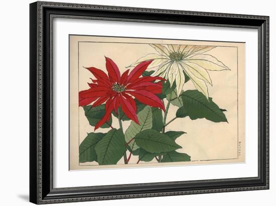 Crimson and White Poinsettia-null-Framed Premium Giclee Print