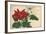 Crimson and White Poinsettia-null-Framed Giclee Print