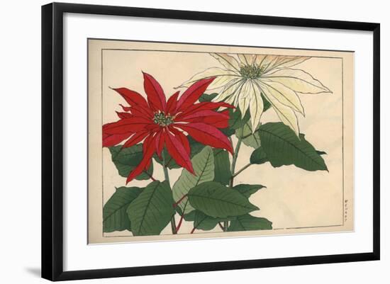Crimson and White Poinsettia-null-Framed Giclee Print