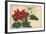 Crimson and White Poinsettia-null-Framed Giclee Print