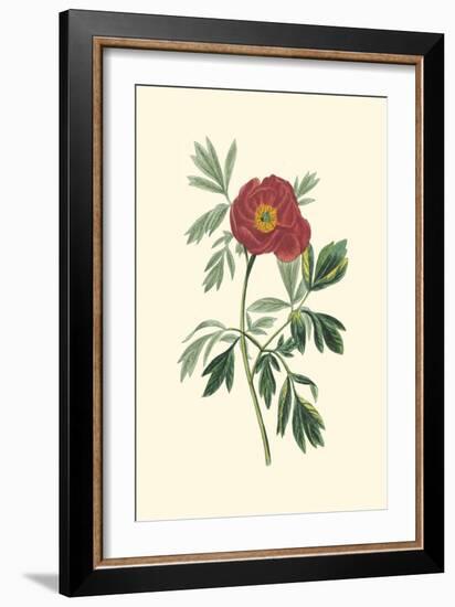 Crimson Beauty III-Turpin-Framed Art Print