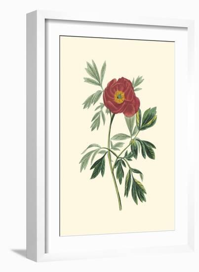 Crimson Beauty III-Turpin-Framed Art Print