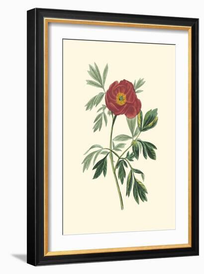 Crimson Beauty III-Turpin-Framed Art Print