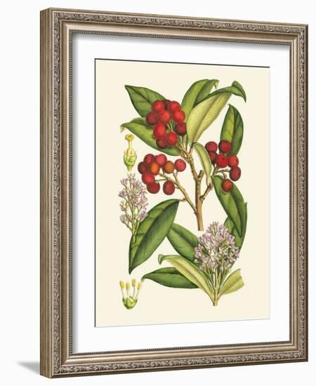 Crimson Berries I-Samuel Curtis-Framed Art Print