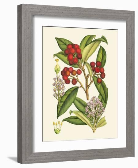 Crimson Berries I-Samuel Curtis-Framed Art Print