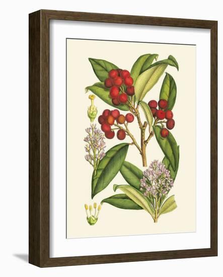 Crimson Berries I-Samuel Curtis-Framed Art Print