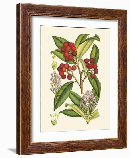 Crimson Berries I-Samuel Curtis-Framed Art Print