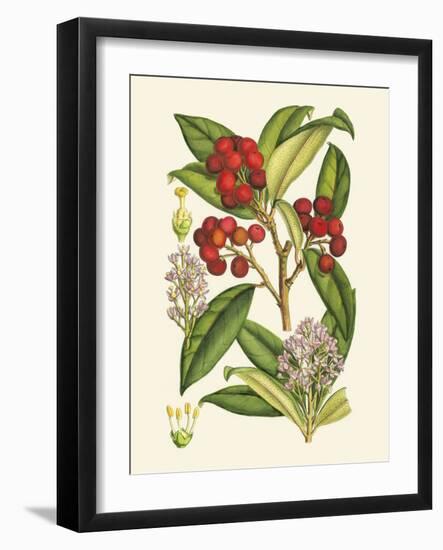 Crimson Berries I-Samuel Curtis-Framed Art Print