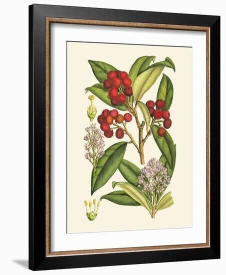 Crimson Berries I-Samuel Curtis-Framed Art Print