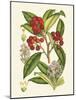 Crimson Berries I-Samuel Curtis-Mounted Art Print