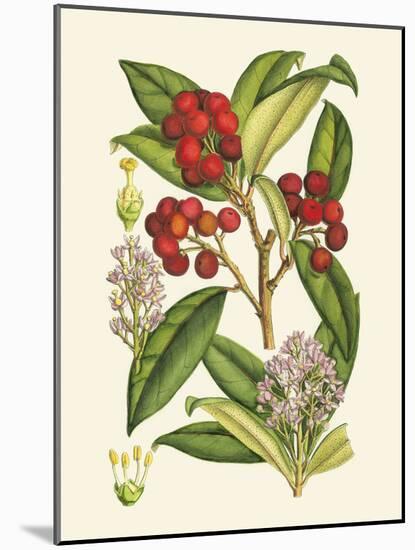 Crimson Berries I-Samuel Curtis-Mounted Art Print