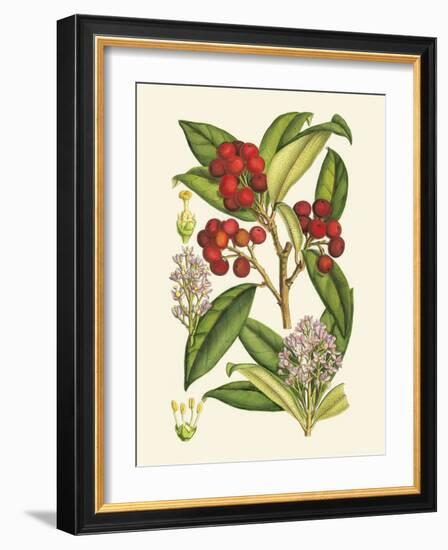 Crimson Berries I-Samuel Curtis-Framed Art Print