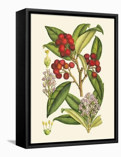 Crimson Berries I-Samuel Curtis-Framed Stretched Canvas