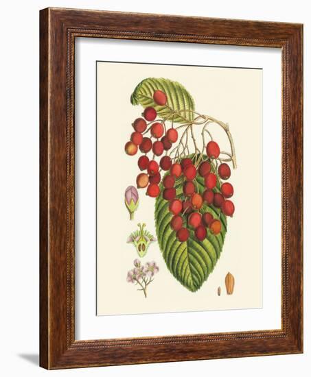 Crimson Berries II-Samuel Curtis-Framed Art Print