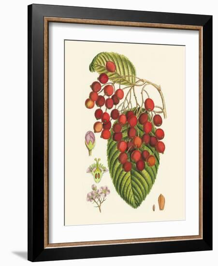 Crimson Berries II-Samuel Curtis-Framed Art Print