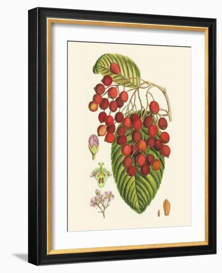 Crimson Berries II-Samuel Curtis-Framed Art Print