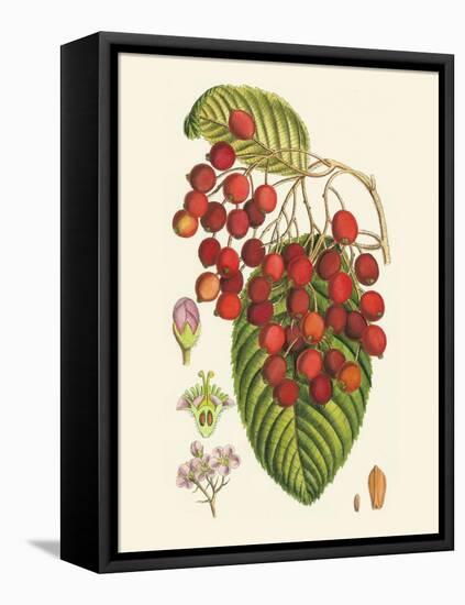 Crimson Berries II-Samuel Curtis-Framed Stretched Canvas