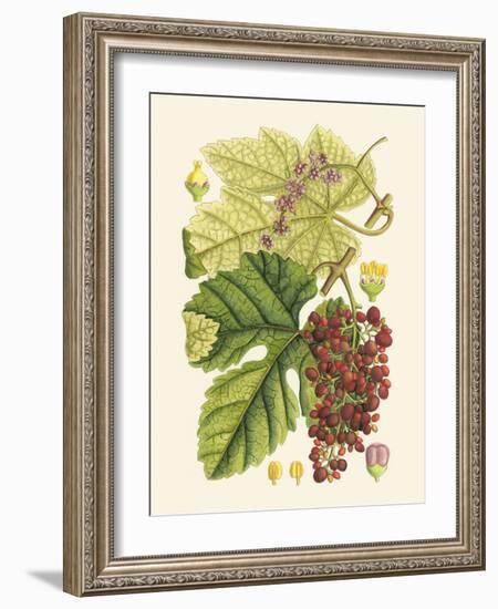 Crimson Berries III-Samuel Curtis-Framed Art Print