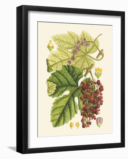 Crimson Berries III-Samuel Curtis-Framed Art Print