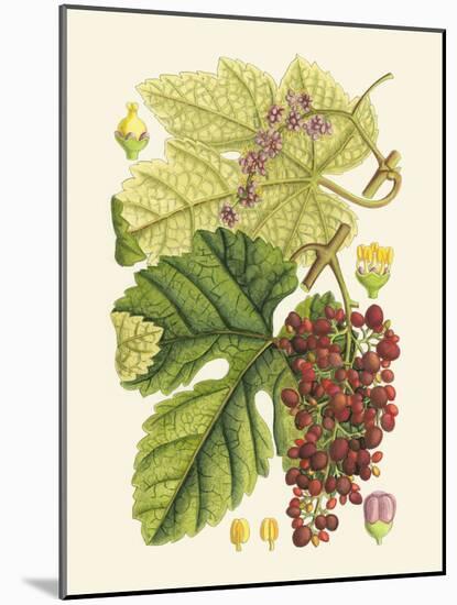 Crimson Berries III-Samuel Curtis-Mounted Art Print