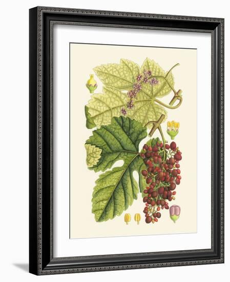 Crimson Berries III-Samuel Curtis-Framed Art Print