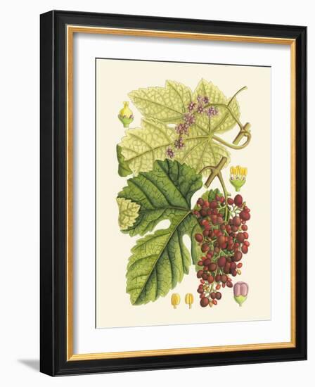 Crimson Berries III-Samuel Curtis-Framed Art Print