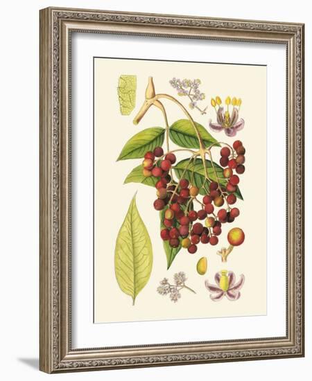 Crimson Berries IV-Samuel Curtis-Framed Art Print