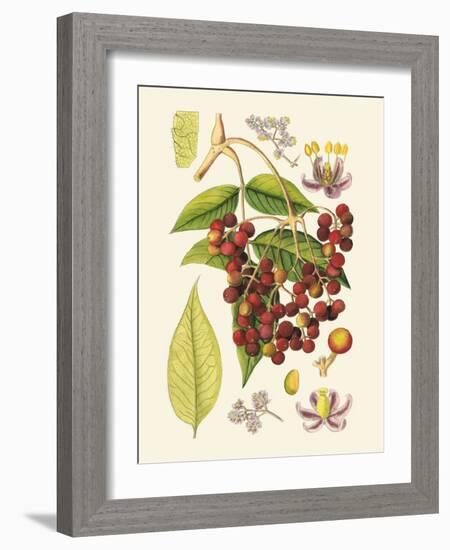 Crimson Berries IV-Samuel Curtis-Framed Art Print