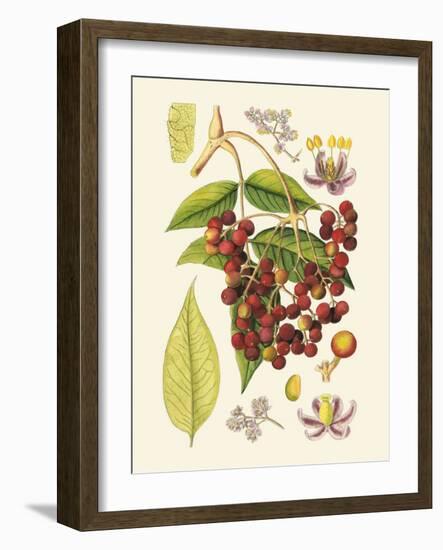 Crimson Berries IV-Samuel Curtis-Framed Art Print