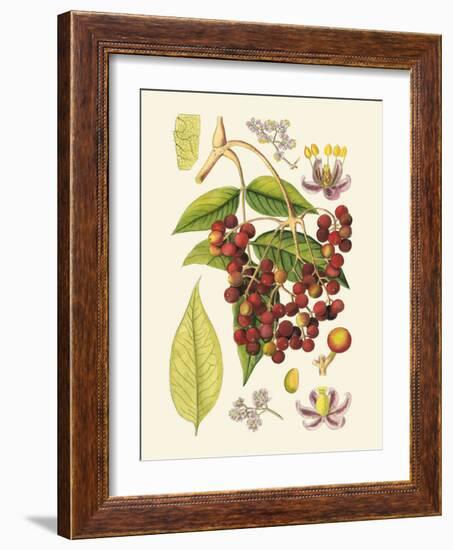 Crimson Berries IV-Samuel Curtis-Framed Art Print