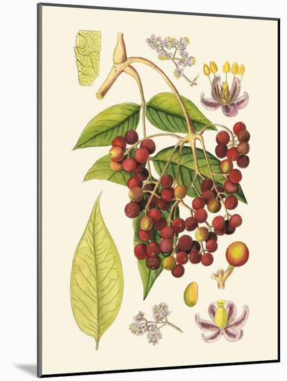 Crimson Berries IV-Samuel Curtis-Mounted Art Print