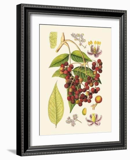 Crimson Berries IV-Samuel Curtis-Framed Art Print