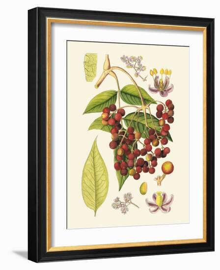 Crimson Berries IV-Samuel Curtis-Framed Art Print