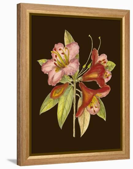 Crimson Blooms I-Samuel Curtis-Framed Stretched Canvas