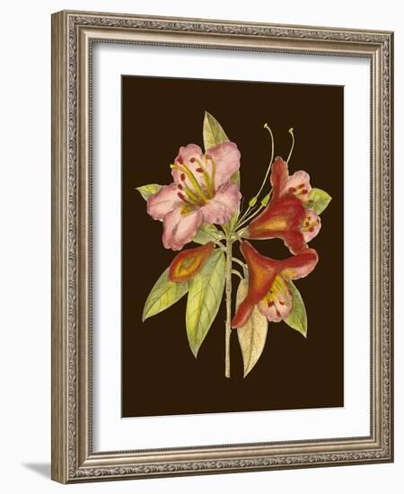 Crimson Blooms I-Samuel Curtis-Framed Art Print