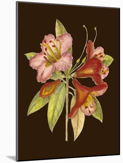 Crimson Blooms I-Samuel Curtis-Mounted Art Print