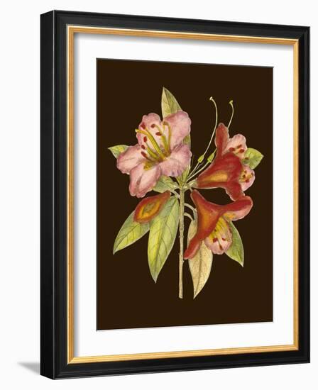 Crimson Blooms I-Samuel Curtis-Framed Art Print