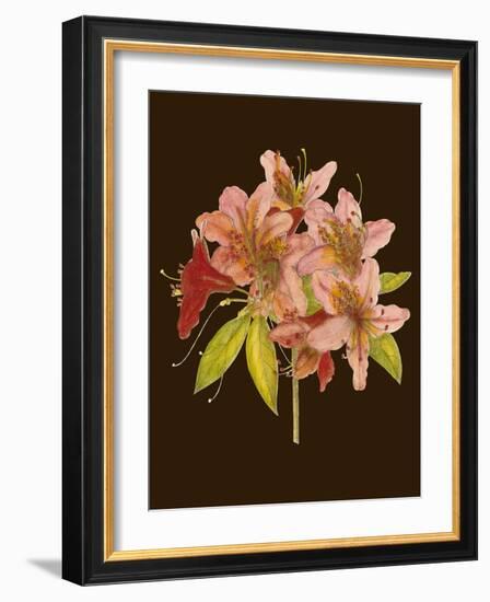 Crimson Blooms II-Samuel Curtis-Framed Art Print