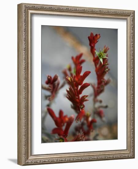 Crimson Buds-Nicole Katano-Framed Photo