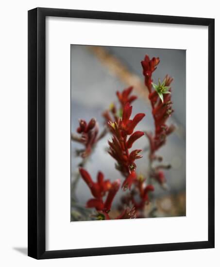 Crimson Buds-Nicole Katano-Framed Photo