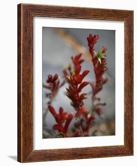 Crimson Buds-Nicole Katano-Framed Photo