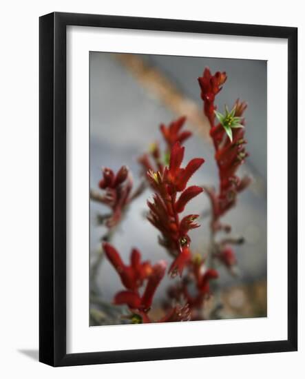 Crimson Buds-Nicole Katano-Framed Photo