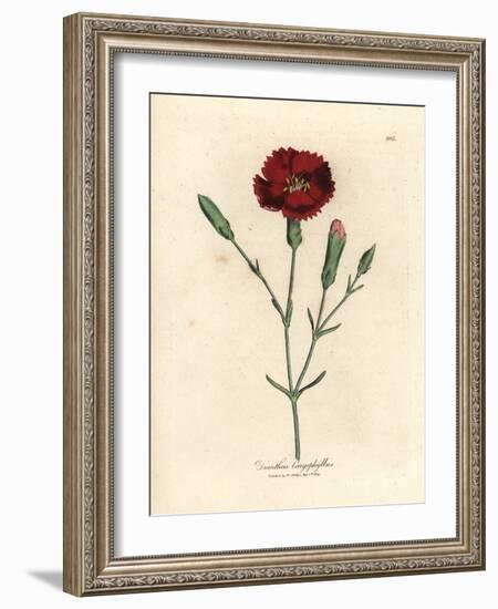 Crimson Carnation, Clove Pink, Dianthus Caryophyllus-James Sowerby-Framed Giclee Print